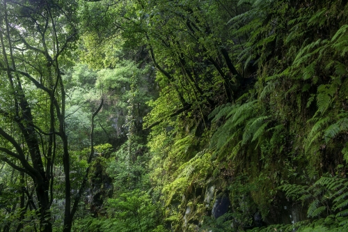 11-nature-photography-laurisilva-forest-la-palma-canaria-island-spain
